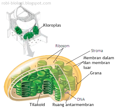 Kloroplas penangkapan energi cahaya BELAJAR BIOLOGI Kloroplas penangkapan energi cahaya BELAJAR BIOLOGI
