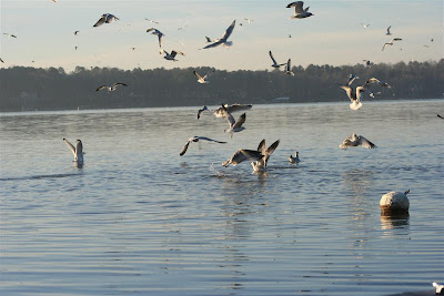 gulls on Lake Gaston