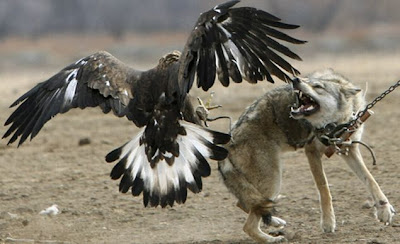 Eagle attacks