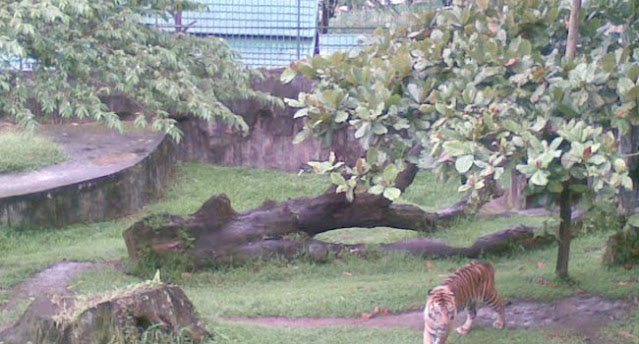Penanggkaran Harimau Kebun Binatang Bukittinggi