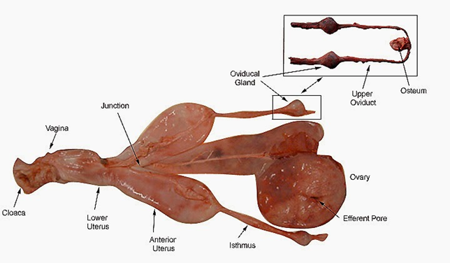 Arriba; Sistema reproductor izquierdo de un tiburón, en este caso solo está presente la parte alta del útero por lo que esta especie tiene en efecto dos úteros separados.  El ovario se encuentra separado del cifón que funciona como trompa de Falopio recolectando los óvulos liberados. Puede observarse que el conducto reproductor o paramesonefros es independiente del ducto urinario, lo cual convierte a los conductos reproductores masculino y femenino en análogos, pero no homólogos; abajo; Sistema reproductor extraído de un tiburón real, en este caso si existe un útero bajo "único" y un útero alto dividido en una parte derecha y otra izquierda.