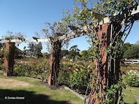 The climbing roses - Wellington Botanic Garden, New Zealand