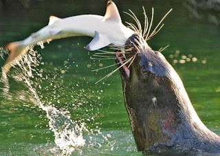 Foca atrapando un pez