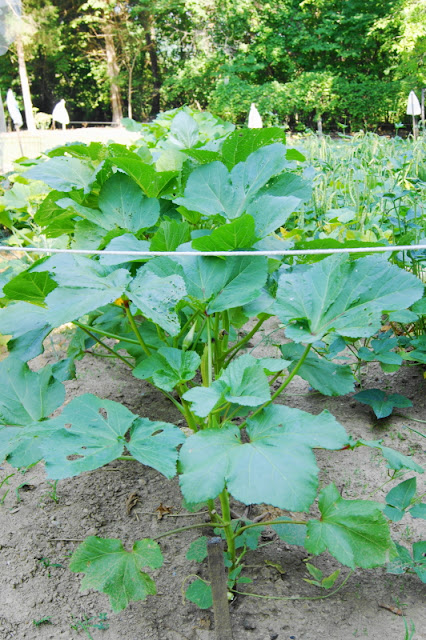 Okra Plants in the Garden Image