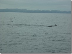 Dolphin04