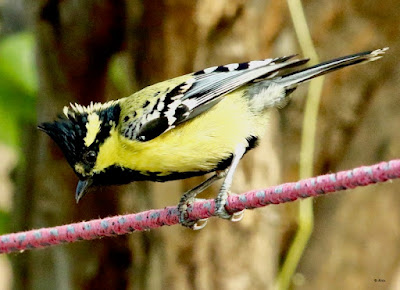 Indian Yellow Tit 