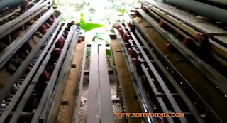 Cara Ternak Ayam Petelur Agar Untung