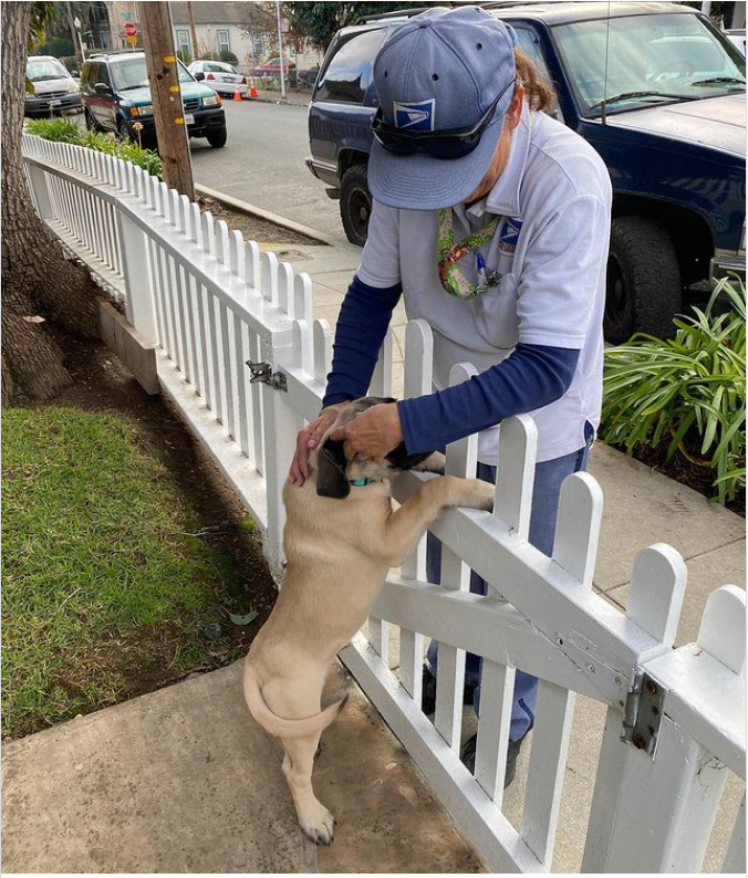 A DELIVERY woman petting a dog