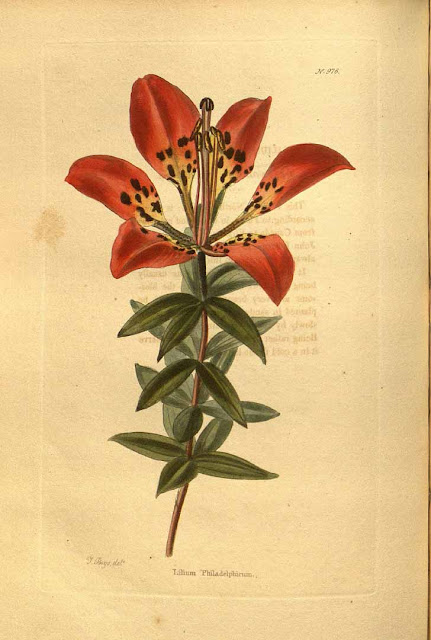 Лилия филадельфийская (Lilium philadelphicum)