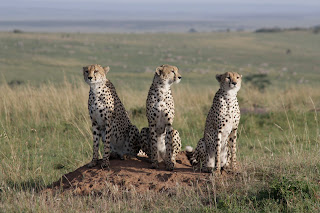 Get up close with our african cats