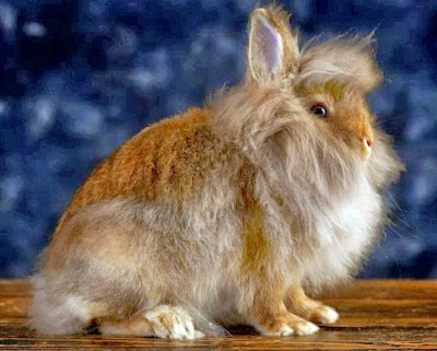 kelinci lionhead kualitas kontes