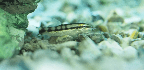 Ikan Botia - Dwarf Loach