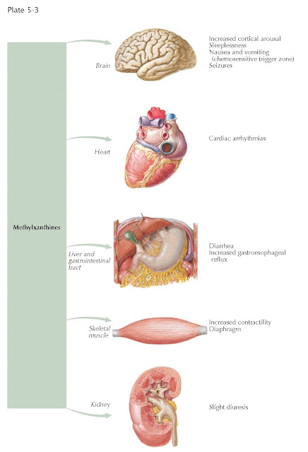 METHYLXANTHINES: ADVERSE EFFECTS