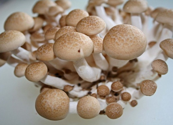 Mushroom training Mushroom spawn supplier in satara