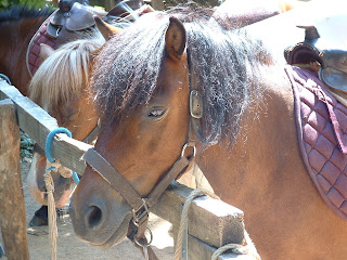 Poney en gros plan avec une crinière sombre