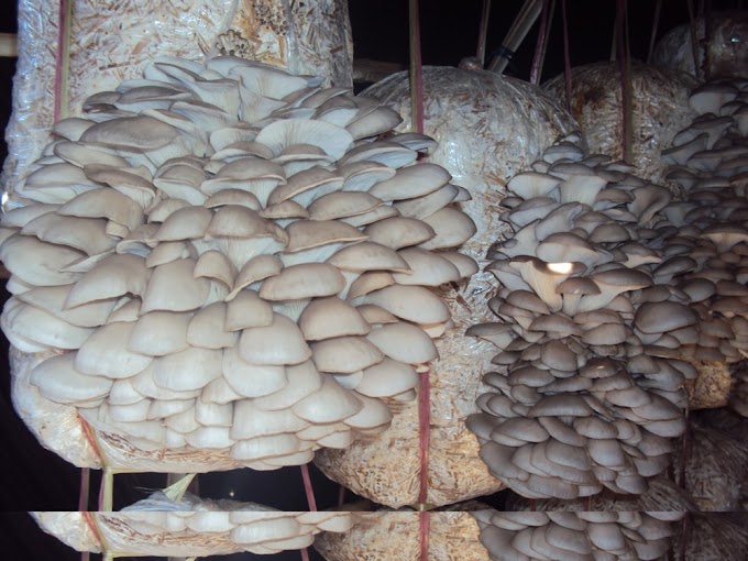 Guide for Mushroom Cultivation in India | Biggest Mushroom Farm in India | Mushroom Cultivation in India