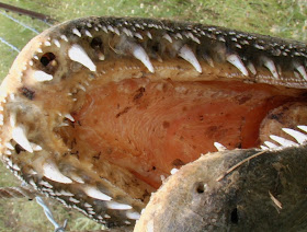 Alligator Gar Teeth