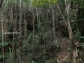 Teluk_Limau_trail_Bako_National_Park_37