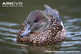 Falcated duck