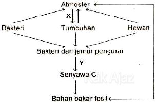 Skema daur karbon, daur biokimia