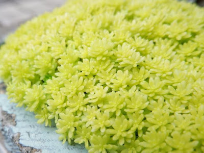 [最も欲しかった] 多肉植物 セダム 増やし方 300766-多��植物 セダム 増やし方