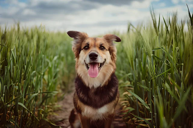 5 WaysTo Make Your Dog Happy