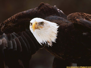 bald eagle pictures