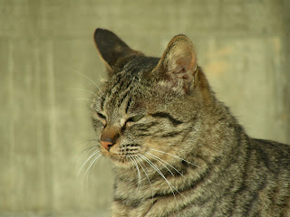 綺麗なキジトラ猫に再会したい…