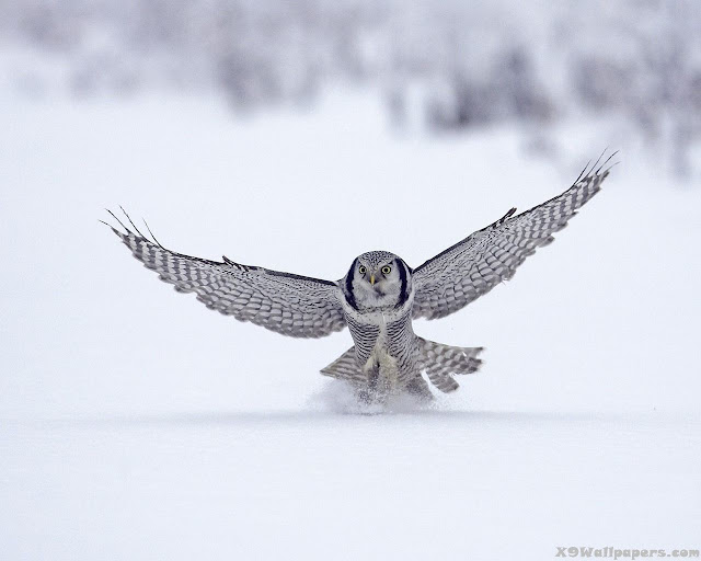 flying hunting own in ice amazing photographs