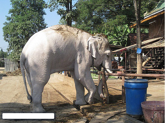 Koleksi Spesial 57+ Gambar Gajah Putih Thailand