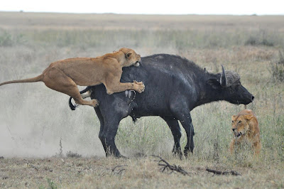 Lion Hunting Buffalo Photo