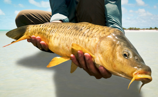 Know the eating habits of carp