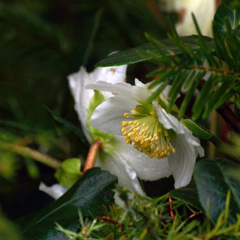 Blomster i haven om vinteren. Hvide Helleborus med sne på