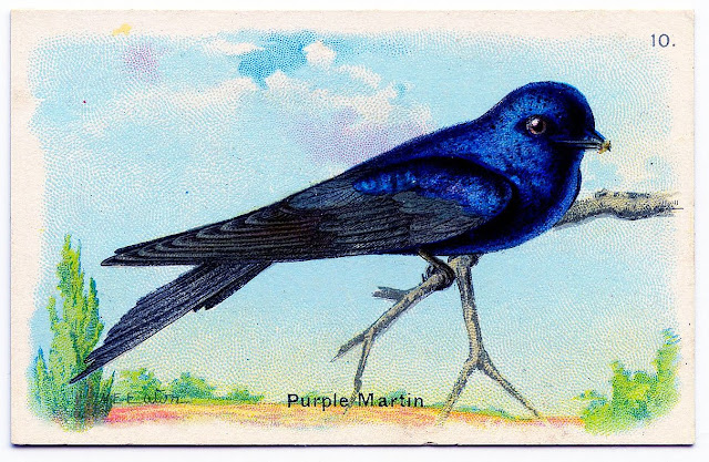 Bird Purple Martin