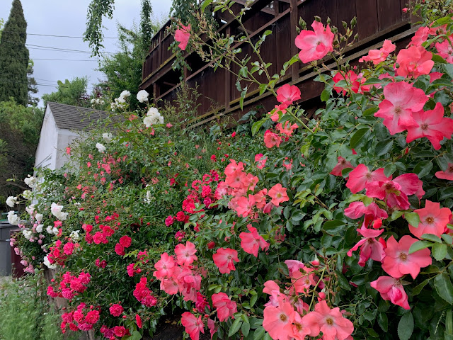 Wild roses and rose hips in May