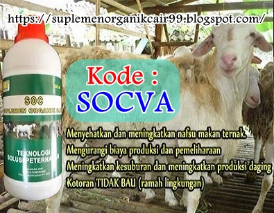 Cara Jitu Membuat Pakan Fermentasi Ternak Kambing