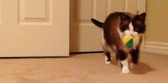 Cat brings present home for his humans and it is absolutely adorable