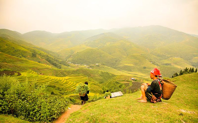 Những cánh đồng lúa chín vàng rực vào tầm tháng 9 đến tháng 11