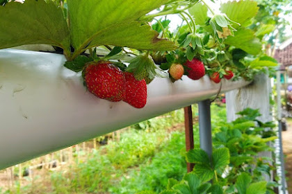 Cara Menanam Strawberry Hidroponik Cocok Untuk Halaman Sempit dan Kecil