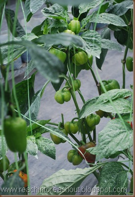 Green Pepper