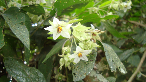 flor muito atrativa às abelhas