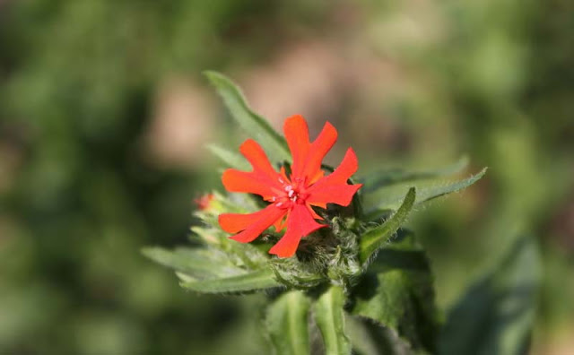 Maltese Cross Flowers Pictures