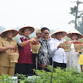 Gubsu Panen Cabai Merah 