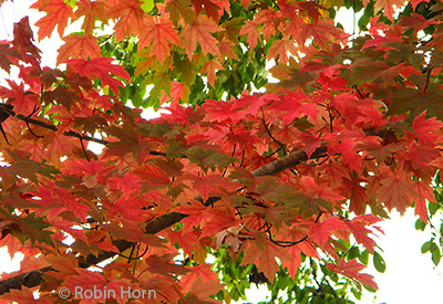 Red, Yellow, and Green Maple Leaves on Trees