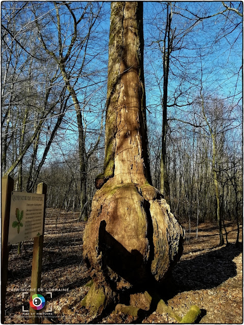 THELOD (54) - Arbres remarquables de la Forêt du Bois Bas