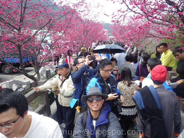 Taichung cherry blossoms