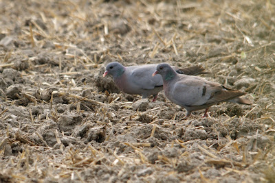 Holenduif - Blaudoke - Columba oenas