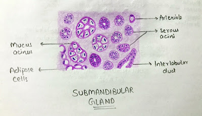 Sub-Mandibular Salivary Gland