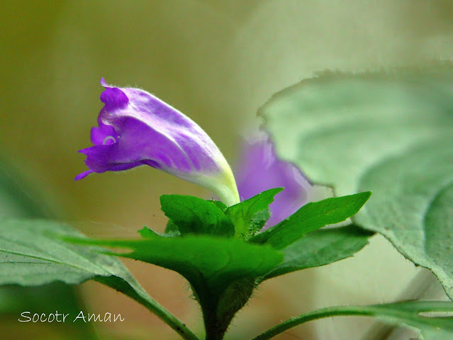 Strobilanthes oligantha