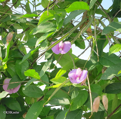 butterfly pea, Clitoria sp.